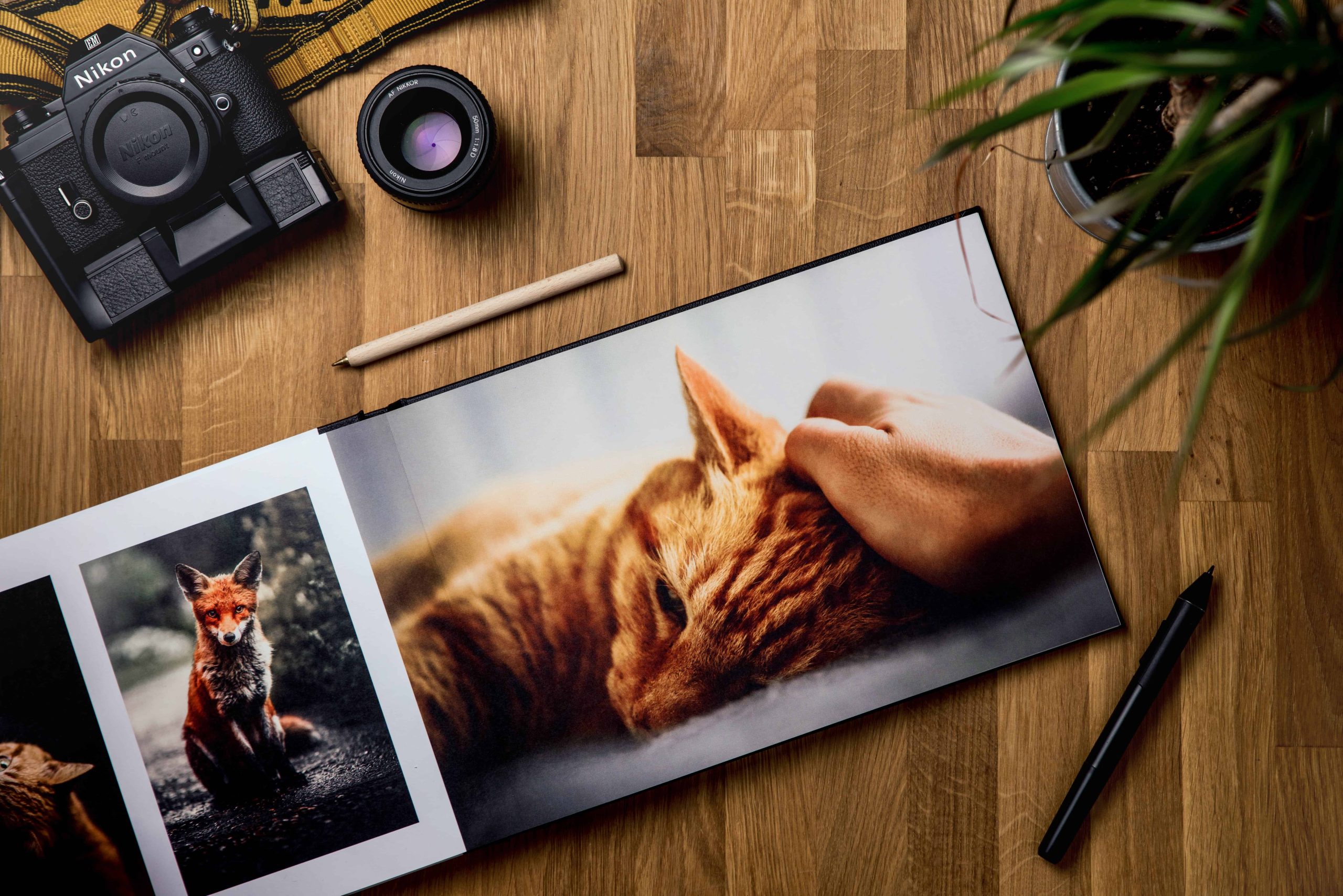 camera and image of cats