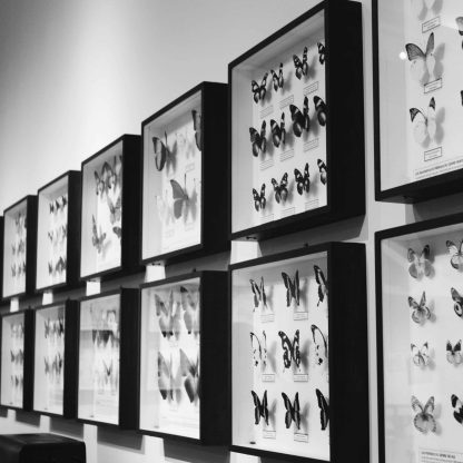 Art Collection Exhibits