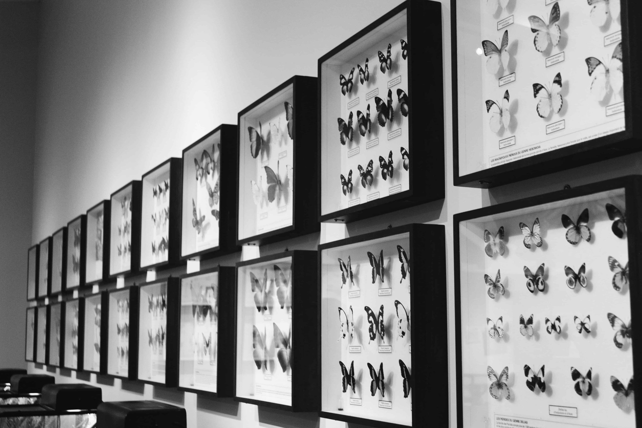 Art Collection Exhibits